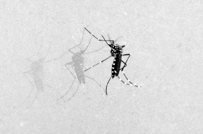  Saiba como identificar o mosquito transmissor da dengue