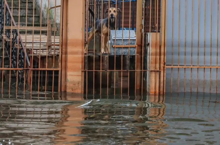  Cães resgatados nas cheias do RS são adotados em Brasília
