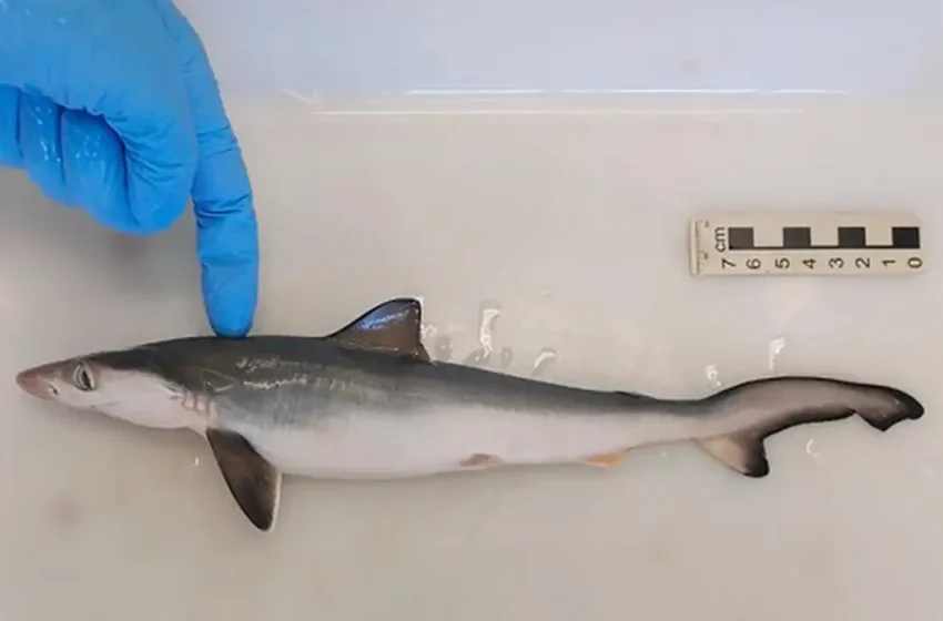  Fiocruz encontra tubarões contaminados com cocaína no Rio de Janeiro