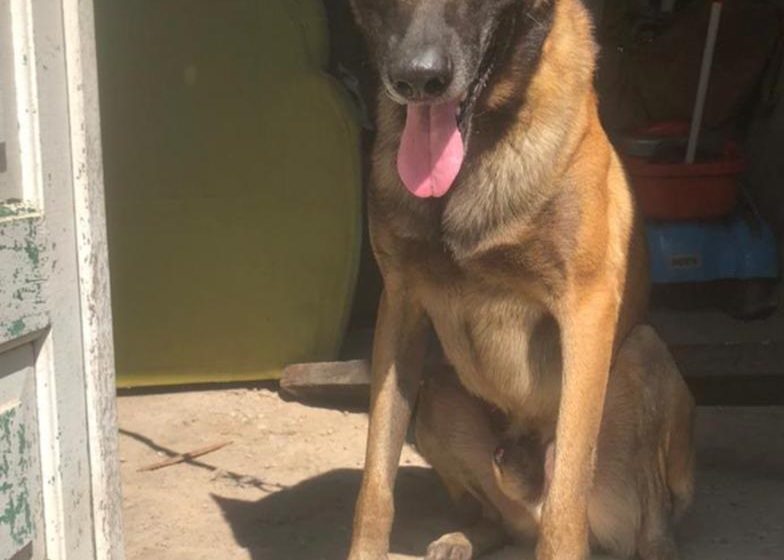  Cão da Rondesp Leste detecta maconha na comunidade da Portelinha