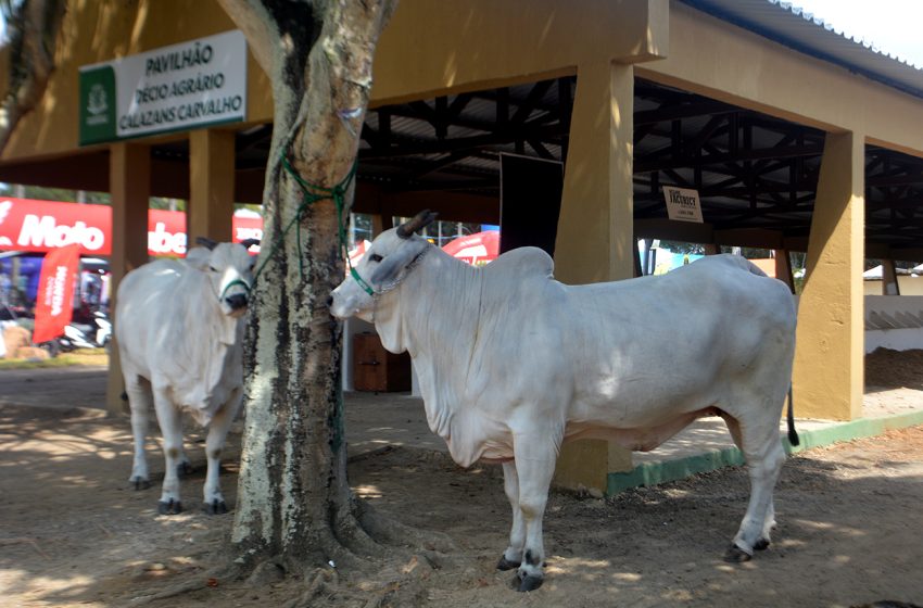  Animal mais caro da Expofeira custa quase R$ 1 milhão