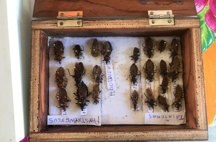 130 casos de Doenças de Chagas foram registrados neste ano