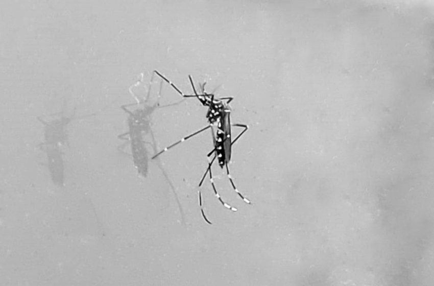 Com chuvas, atenção sobre o Aedes aegypti deve aumentar