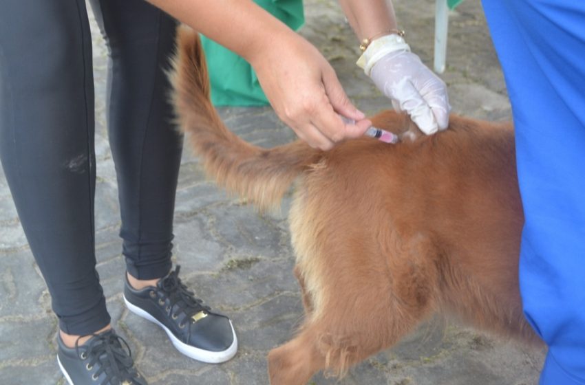 Vacinação de cães e gatos na próxima semana na UBS Cassa e no Irmã Dulce