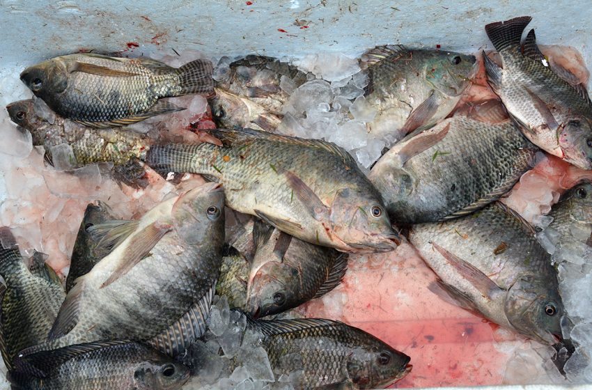  Prefeitura vai promover Pesca Solidária no Parque Erivaldo Cerqueira; interessados podem se inscrever até sexta (1º)