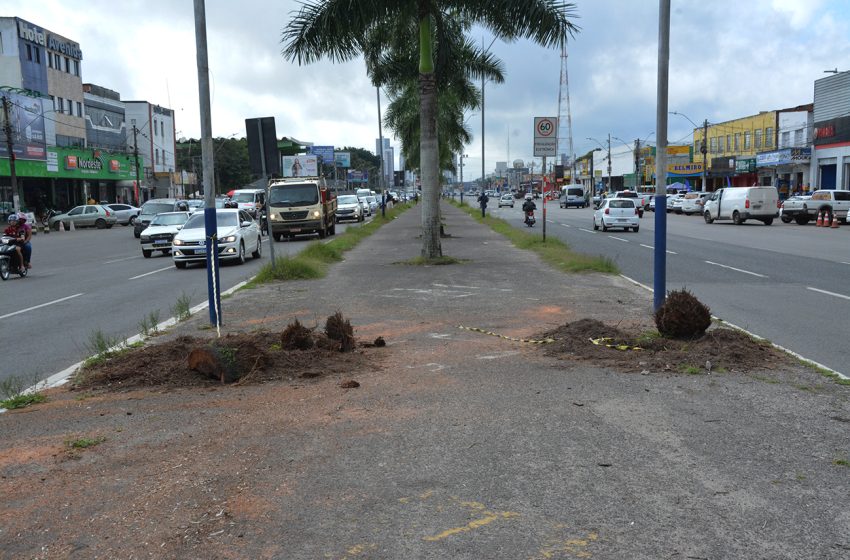  Prefeitura vai substituir palmeiras mortas no canteiro central da avenida Presidente Dutra