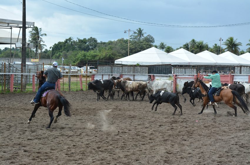 Campeonato de Team Penning é uma das atrações da Expofeira 2025