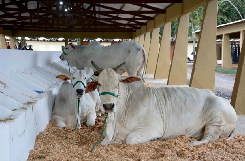 Desinfecção de baias e galpões do Parque de Exposição será feita até quinta-feira