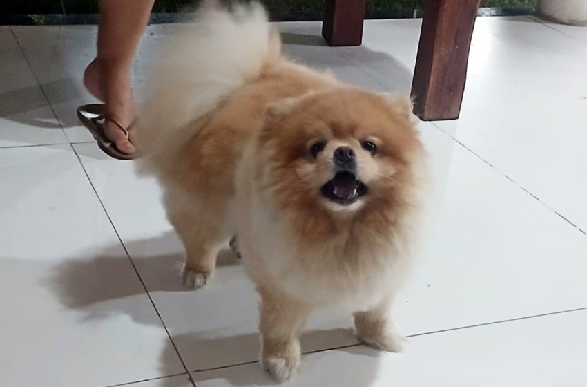  Animais de estimação passam a contar com campanhas de prevenção ao câncer em Feira