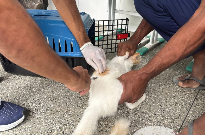  Vacinação antirrábica acontece neste sábado (27) em oito bairros de Feira de Santana