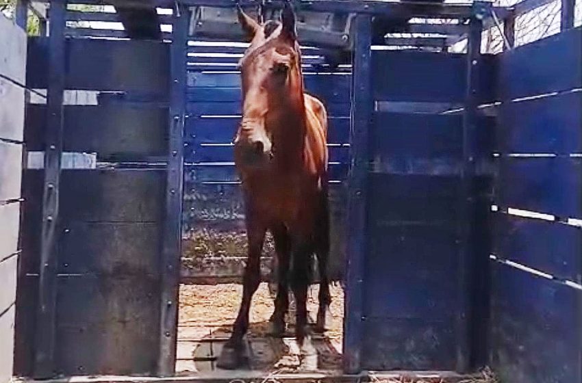 Prefeitura reforça alerta sobre perigos de animais de grande porte soltos em vias públicas