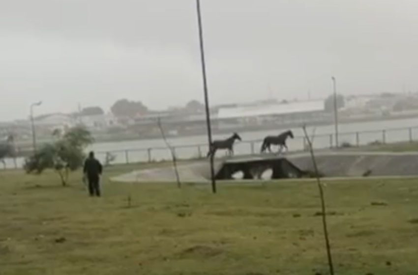 Operação retira cavalos soltos na Lagoa Grande e reforça a segurança da população