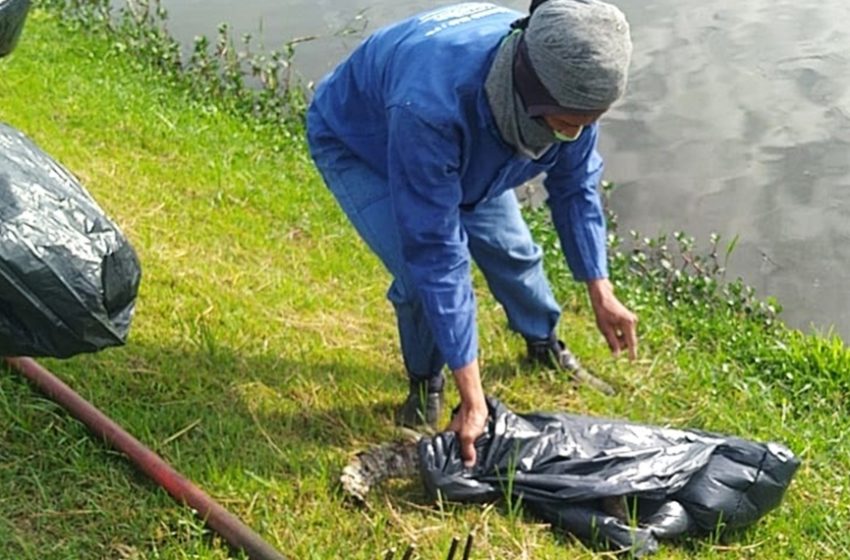  DLP recolheu 7.149 cadáveres de animais das ruas e residências