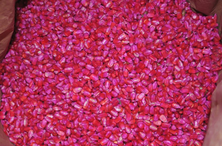  Sementes que serão distribuídas pela Prefeitura podem produzir mais de um milhão de toneladas