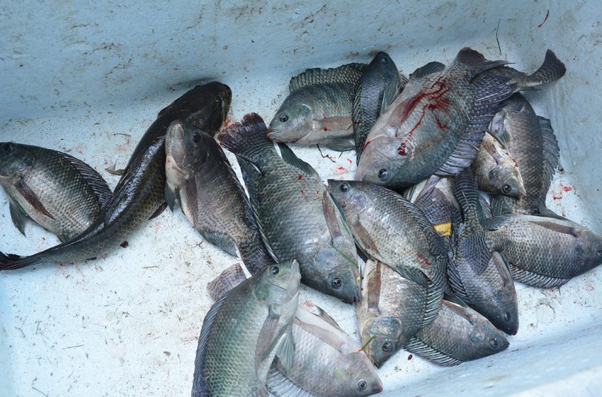 Pescaria Solidária no Parque da Lagoa une preservação ambiental e amparo social em Feira