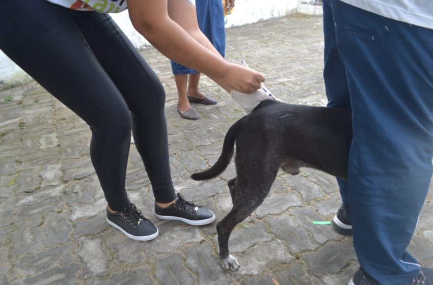  Vacinação antirrábica segue disponível na Unidade de Controle de Zoonoses e mobilização aos sábados avança para novos bairros