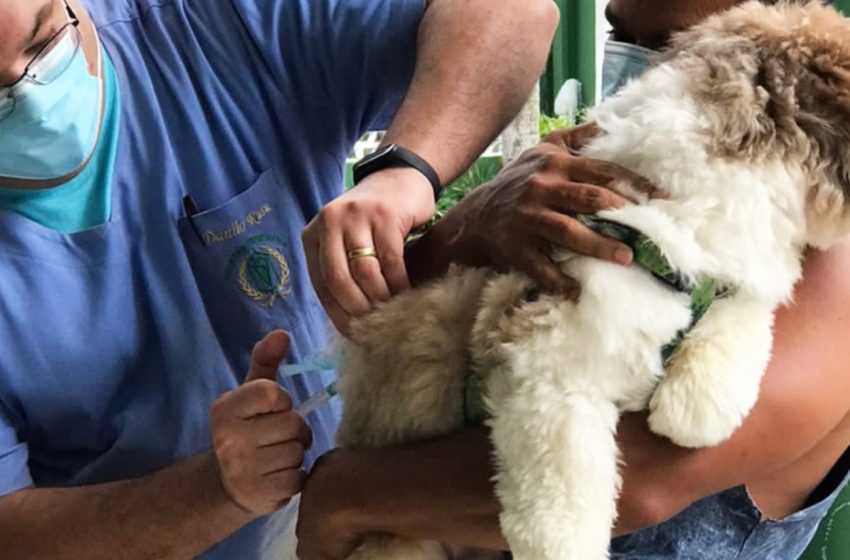  Campanha Antirrábica prossegue com vacinação em oito bairros neste sábado